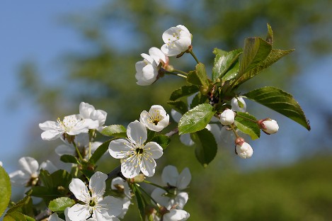 wilde Kirschpflaume - Blüte