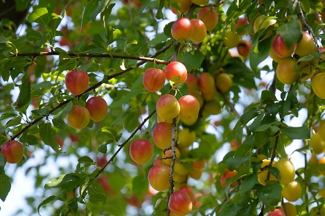 wilde Kirschpflaume - Frucht
